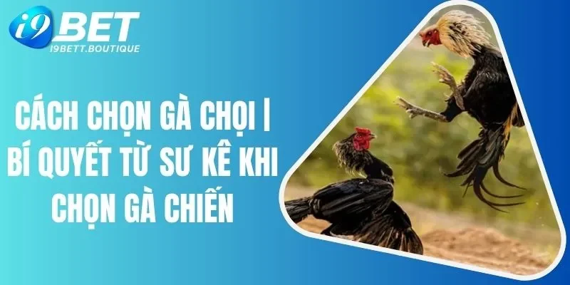 Cách chọn gà chọi