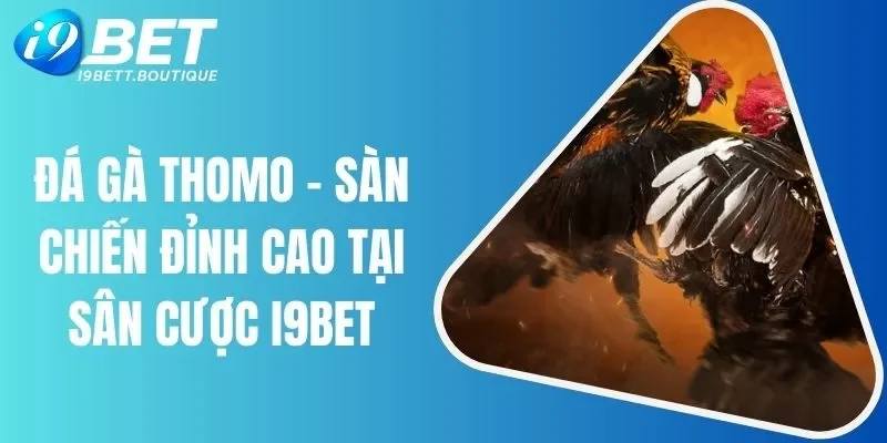 đá gà Thomo